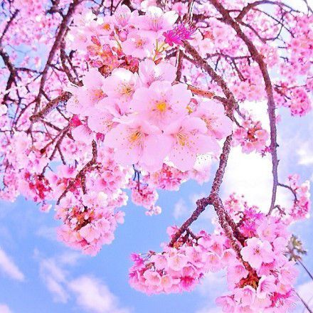 樱花图片,唯美的日本樱花图片大全