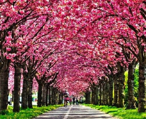 樱花图片,唯美的日本樱花图片大全